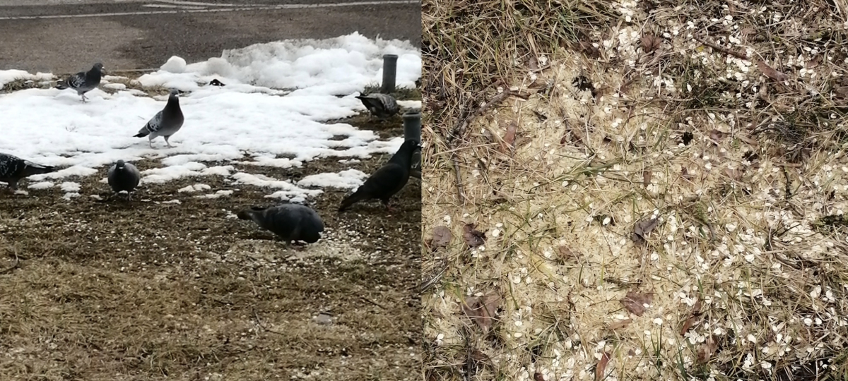 Stadttauben nerven viele Augsburger: Wie groß ist das Problem wirklich?