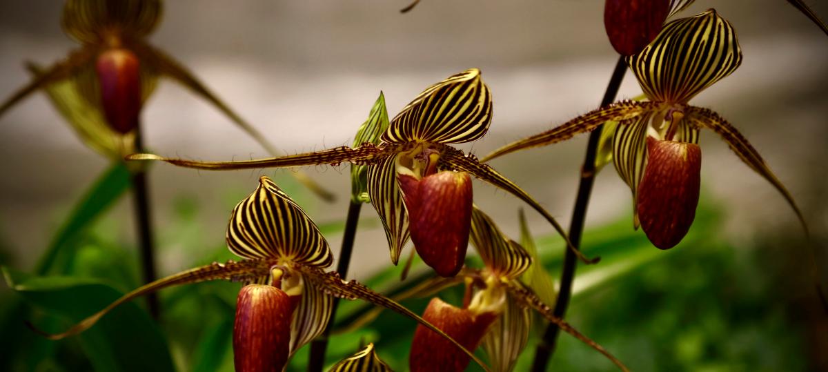 So schön blüht es bei den Orchideentagen in Neu-Ulm