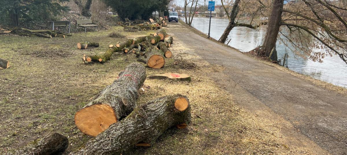 Trotz Protest: Bäume am Neu-Ulmer Donauufer wurden jetzt gefällt