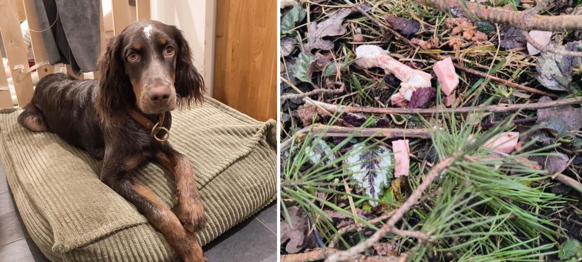 Köder in Pürgen: Wurde Hündin Alva vergiftet?