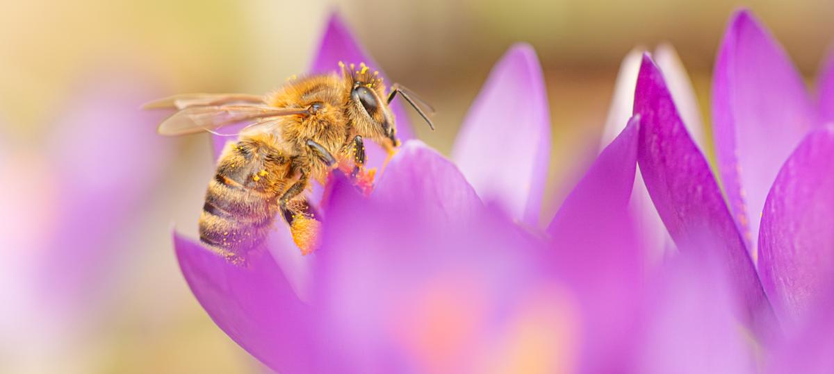 Der Frühling gibt ein Gastspiel in Illertissen und Umgebung