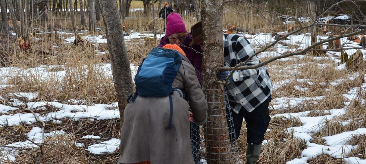 Bund Naturschutz schützt bei Hechenwang Bäume vor dem Biber