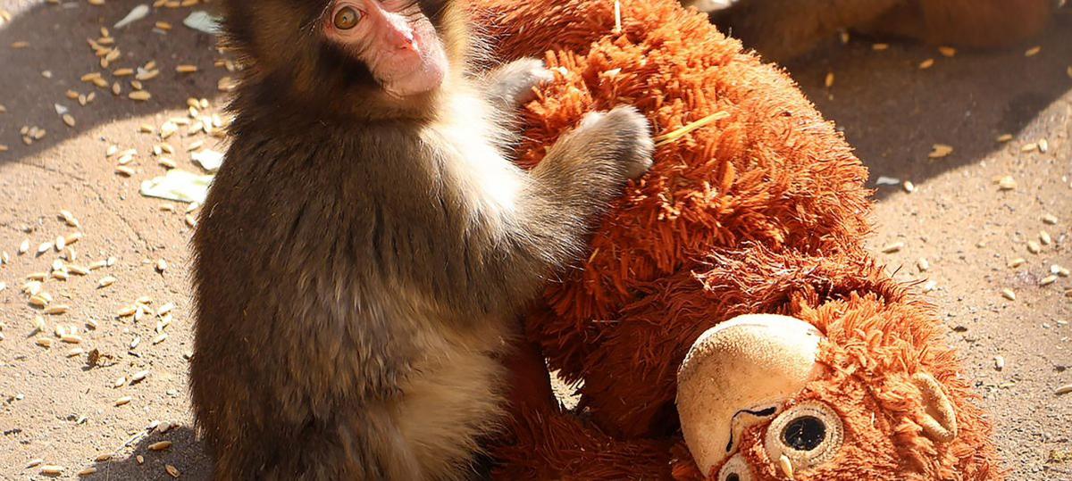 Trost aus Plüsch: Das einsame Äffchen Punch sorgt für leere Regale bei Ikea