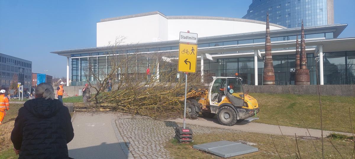 Mit Video: Darum wurde der Baum vor dem Ulmer Congress-Centrum gefällt