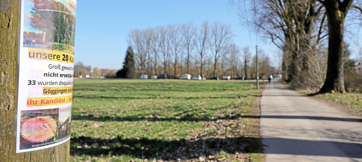 Wende im Pappel-Streit? Alte Bäume dürfen vorerst nicht gefällt werden