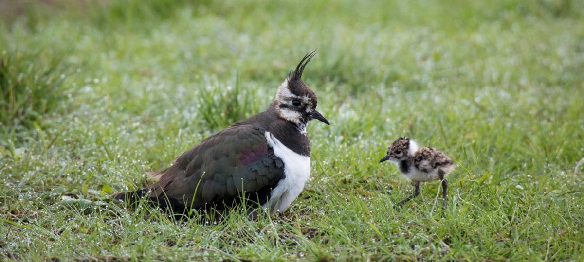 Wiesenbrüter benötigen Ruhe: Stopp-Schilder im Frühling beachten