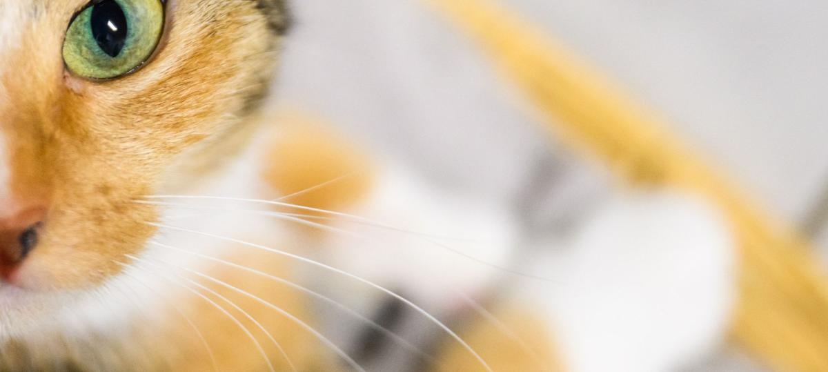 Katzenkauf im Internet – Frau fällt in Illertissen auf Betrüger herein