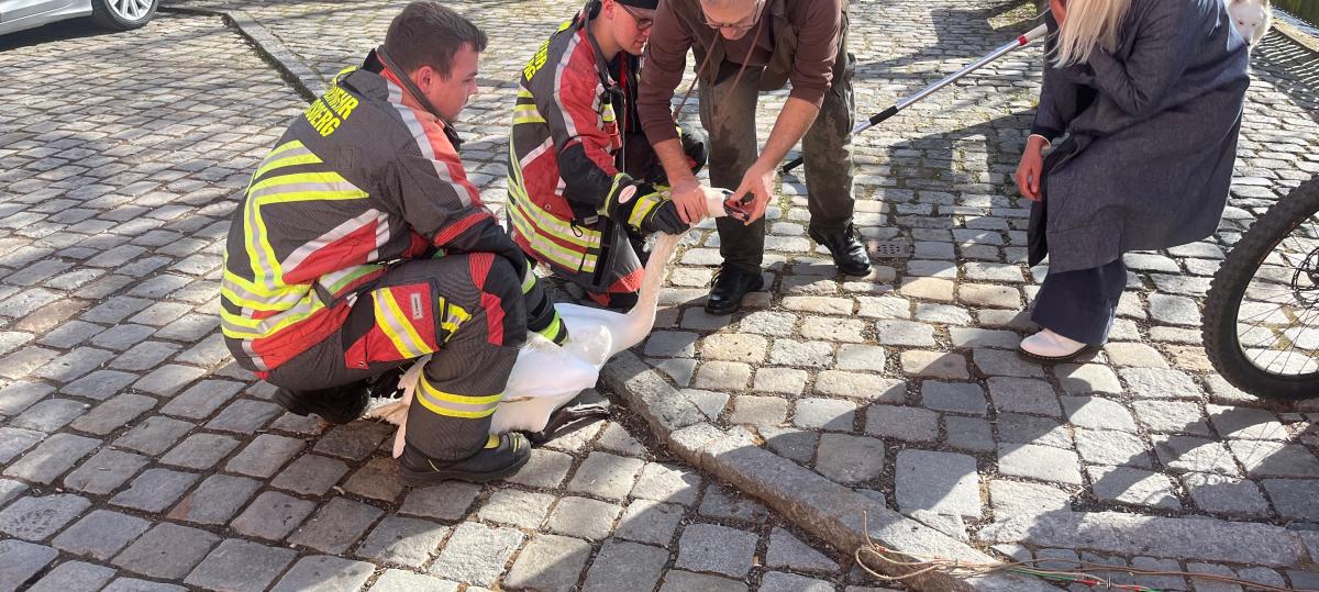 Erfolgreiche Schwanenrettung am Landsberger Mühlbach