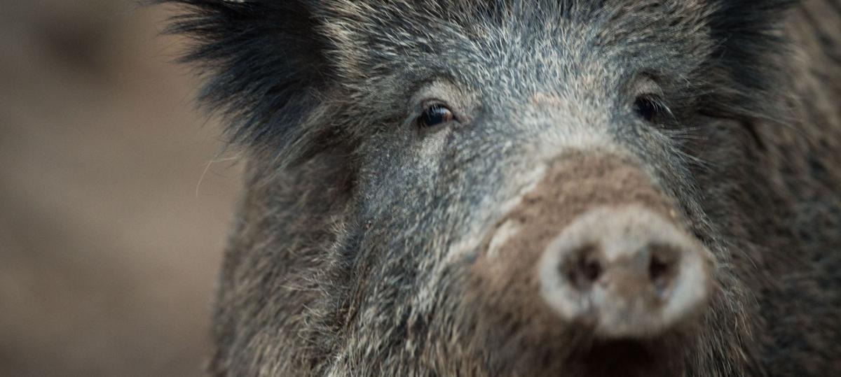 Totes Wildschwein gefunden: Polizei geht von Wilderei aus