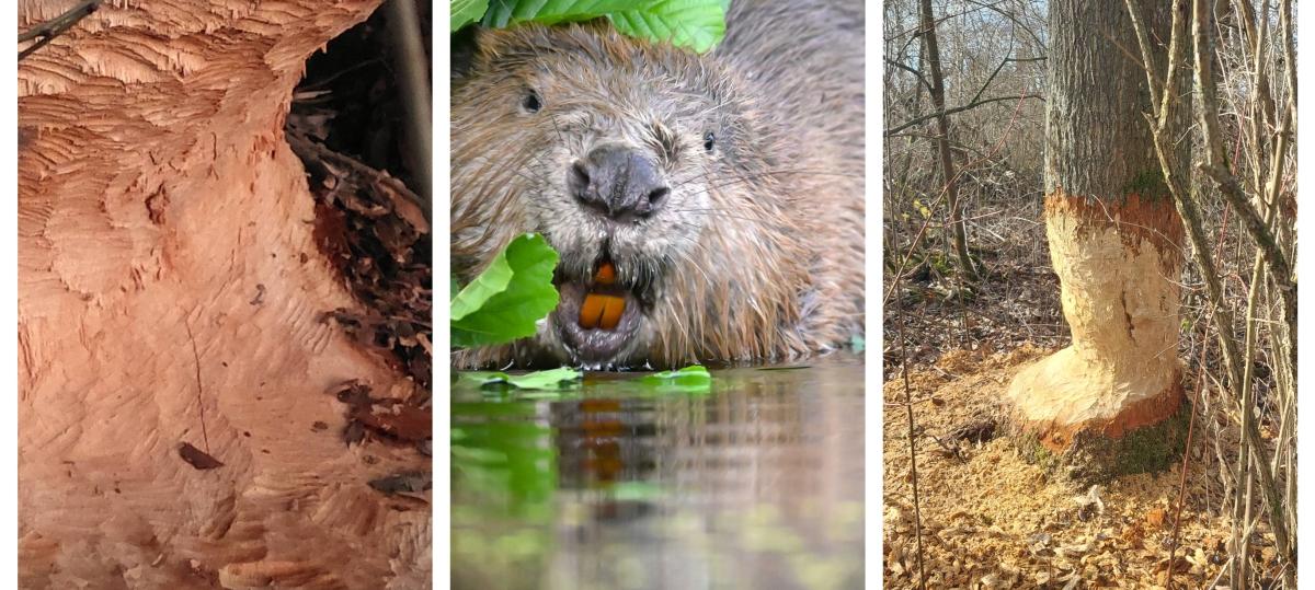 „Da hört der Spaß auf“: Der Biber ist im Landkreis Neu-Ulm ein Ärgernis für Landwirte