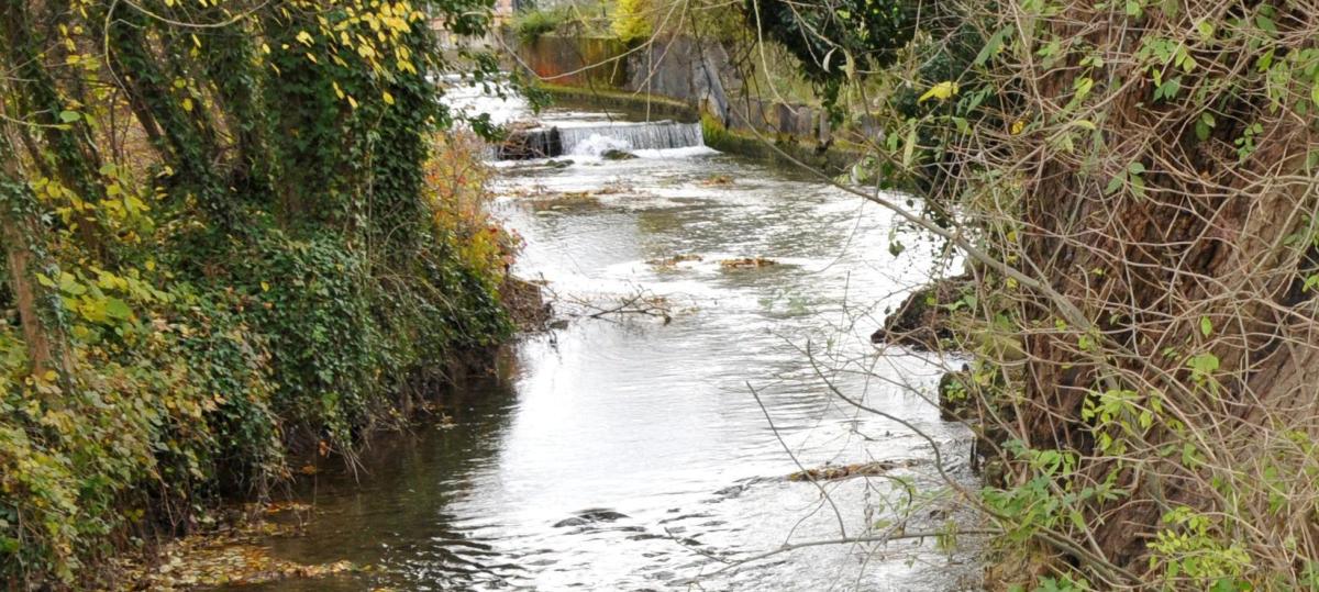Ökologische Verbesserungen in Vöhringen: Kanal wird ausgeweitet, das Mähgut nicht mehr abgesaugt