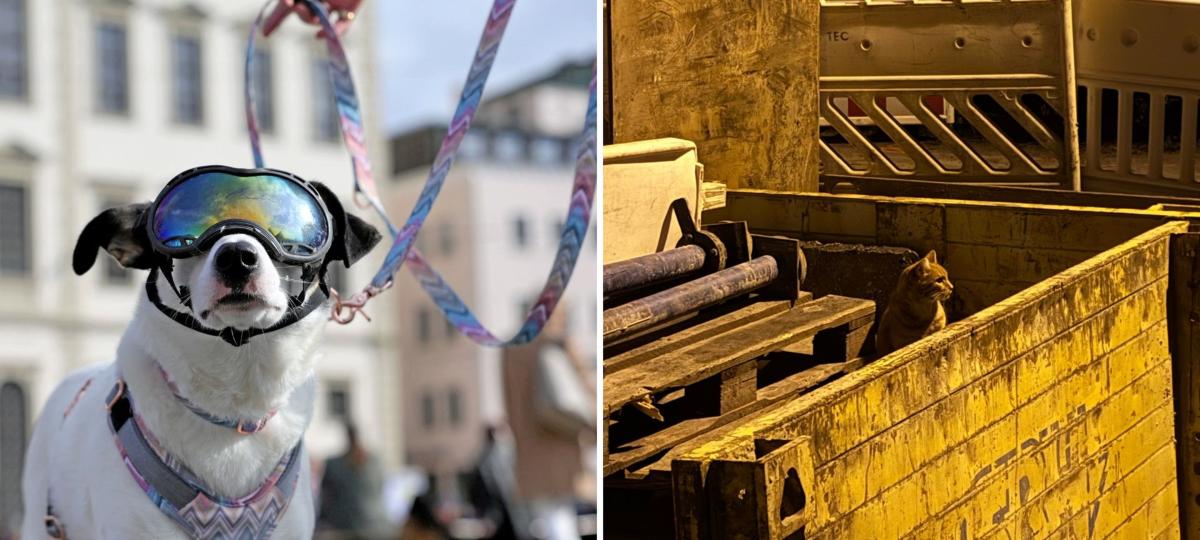 Hund mit Skibrille sucht Königin der Baustellen