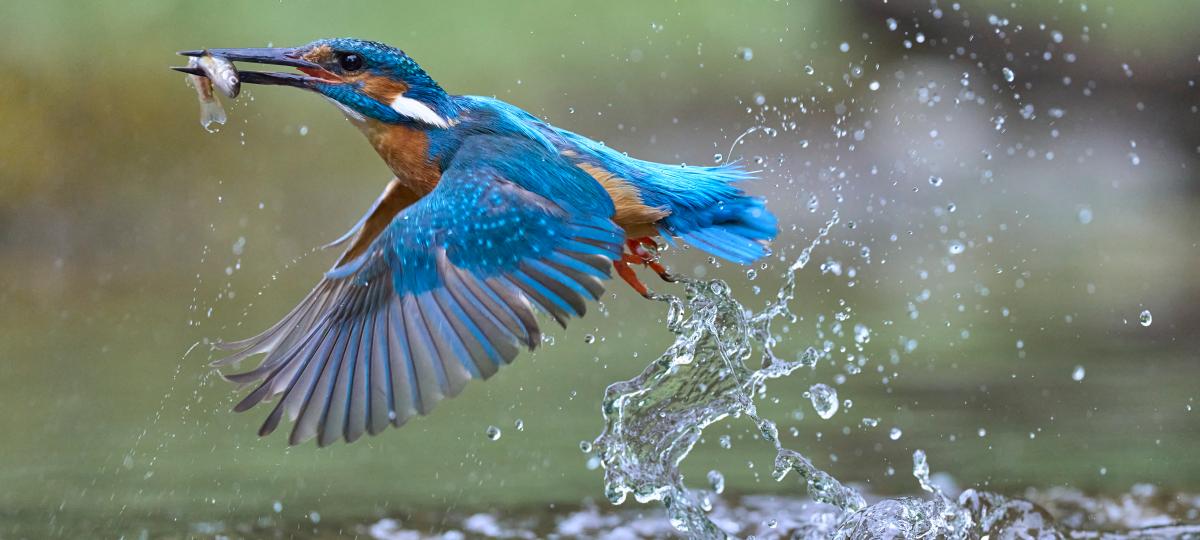 Faszination Eisvogel: Die schönsten Fotos entstehen in Sandau