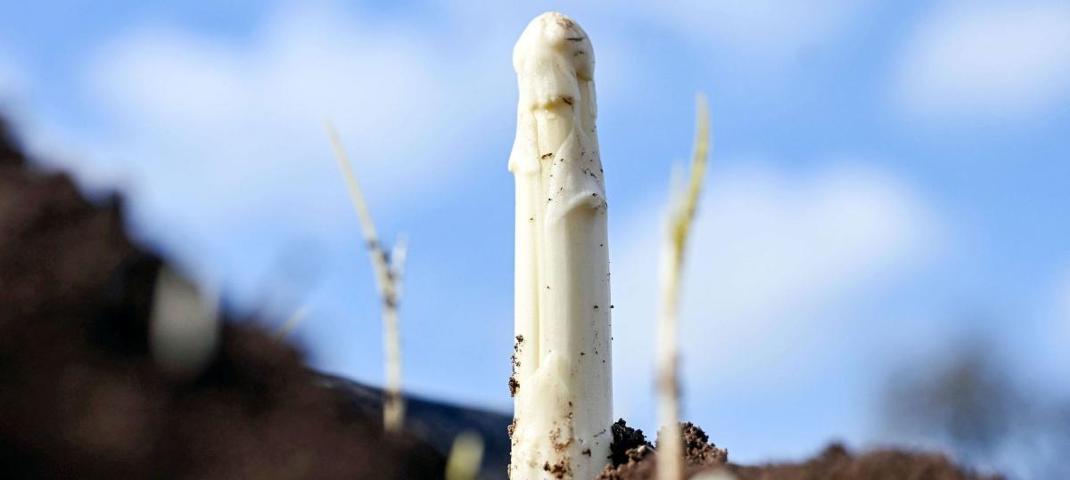 Zum Start der Spargelsaison: Wie viel wird bayerischer Spargel kosten?