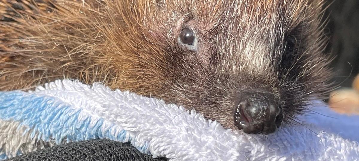 Unterstützung für den Igelhilfeverein