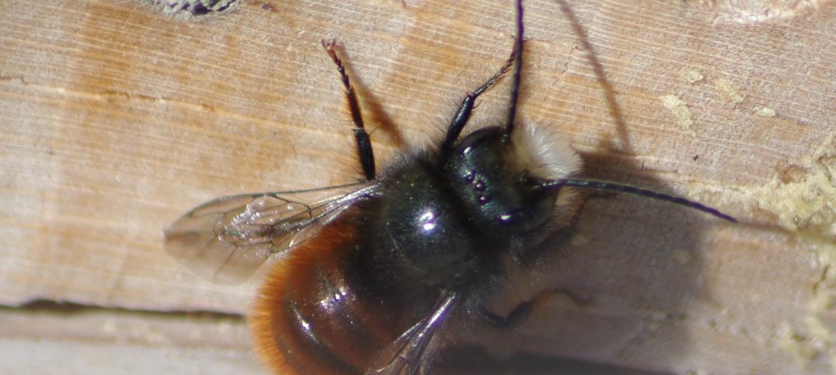 Vortrag beim Bundnaturschutz: Wildbienen - faszinierende Gartenbewohner