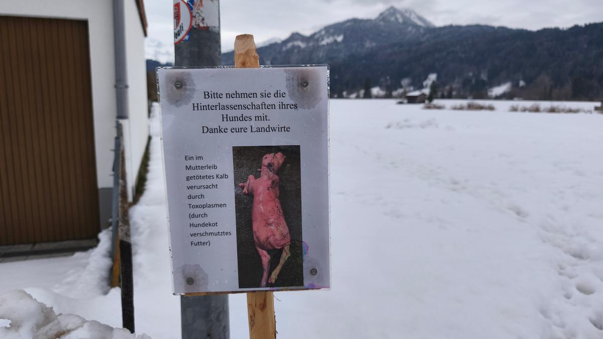 Dangerous Disease for Pregnant Women: Understanding Neospora caninum in Cattle and Its Relevance to Human Health