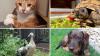 Kater Freddie, Schildkröte Morla, Hündin Heidi und die beiden Laufenten Erika und Rudi (von links oben im Uhrzeigersinn).