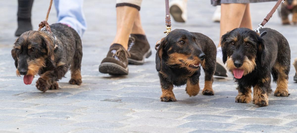 Der Bayer und sein treuester Freund: Hund samma scho!