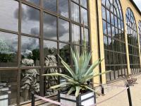 Diese über 50 Jahre alte Agave americana im Hofgarten Würzburg steht kurz vor ihrer Blüte – und ihrem Tod.