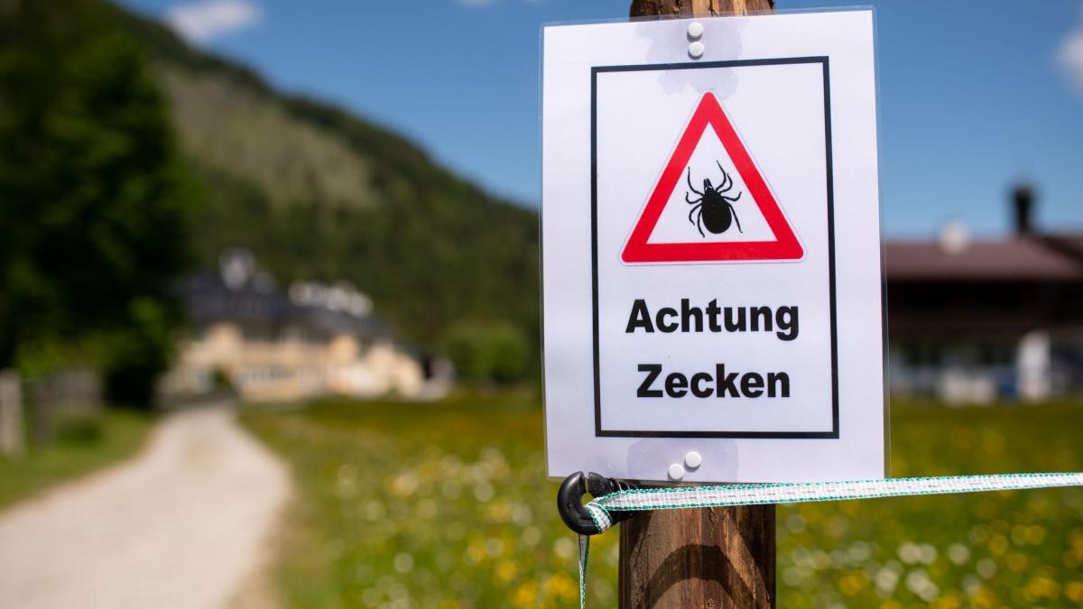 Health: More than 500 people in Bavaria infected by ticks