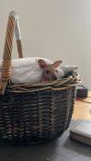 Vor Kurzem hatte Josy noch kein Fell – ganz normal bei Känguru-Babys.