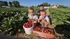 Frische Erdbeeren schmecken am besten. Christian, Martin und Emily probieren die Früchte aus der Plantage Fleischnershausen.