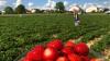 Die Erdbeersaison startet mit sommerlichem Wetter, so wie hier im Erdbeergarten in Pfaffenhofen/Roth.