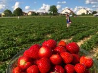 Die Erdbeersaison startet mit sommerlichem Wetter, so wie hier im Erdbeergarten in Pfaffenhofen/Roth.