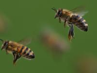 Ein Bienenstich auf dem Weg zur oder von der Arbeit kann rechtlich als Arbeits- oder Dienstunfall anerkannt werden.