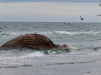 Der Buckelwal „Timmy“ liegt am Strand einer Insel vor der dänischen Küste. Er war Ende März erstmals vor Timmendorfer Strand gestrandet.