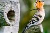 Mit seinem langen, gebogenen Schnabel findet der Wiedehopf am Wagram in Niederösterreich nun wieder mehr Insekten.
