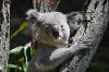 Drei Koalas leben jetzt noch im Stuttgarter Zoo.
