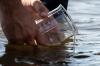 Bei einem offiziellen Termin wurden 50.000 Maifischlarven im Rhein ausgesetzt.