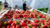 Verbraucher können aktuell besonders günstig Erdbeeren kaufen. (Archivbild)