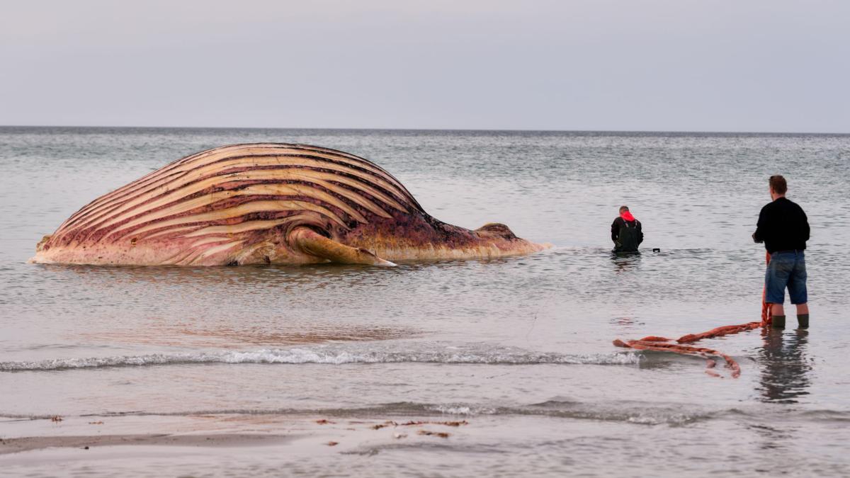 Whale: Carcass of humpback whale Timmy pulled ashore in Denmark