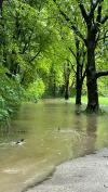 Der Luitpoldpark in Schwabmünchen wurde während des Hochwassers 2024 geflutet. Die Enten passten sich notgedrungen an.