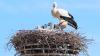 Nest mit Seltenheitswert. Nur für Sekunden zeigen sich auf unserem Bild alle fünf Küken, wenn sich auch der letzte aus der tiefen Nistmulde erhebt. Sie scheinen gut genährt. In einigen Wochen wird der Platz auf dem Nest eng, wenn sie ihre wachsenden Flügel trainieren.