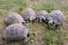 Löwenzahn ist die Leib- und Magenspeise der Schildkröten und wird auch von Besuchern gerne mitgebracht.