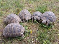 Löwenzahn ist die Leib- und Magenspeise der Schildkröten und wird auch von Besuchern gerne mitgebracht.
