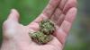 31 Kilogramm mutmaßliches Marihuana soll ein Mann aus der Schweiz nach Deutschland habe bringen wollen. (Symbolbild)