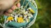 Leckere Vielfalt: Zahlreiche Blüten von Kräutern, Zier- und Wildpflanzen eignen sich hervorragend als dekorative und aromatische Ergänzung für Speisen.