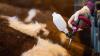 Der Fachbereich Veterinärwesen und Verbraucherschutz des Landkreises Kassel rät Tierhaltern zur Impfung empfänglicher Arten gegen das Blauzungenvirus.
