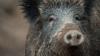 Ein Wildschwein hat in Nürnberg einen Polizeieinsatz ausgelöst. (Symbolbild)