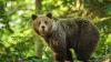 In dünn besiedelten Wald- und Gebirgsregionen der Türkei kann man laut WWF Braunbären antreffen. Grundsätzlich meiden sie den Kontakt zu Menschen, können jedoch angreifen, wenn sie ihre Jungen verteidigen, verletzt sind oder wiederholt provoziert werden.