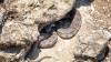 Die Levanteotter (Macrovipera lebetina) aus der Familie der Vipern zählt zu den giftigsten Schlangen der Türkei. Wie die Giftzentrale Bonn informiert, lebt sie bevorzugt an steinigen, mit Gebüsch bewachsenen Hängen. Wer der Schlange zu nahe kommt oder gar versucht, sie zu berühren, riskiert einen Biss, der Schwellungen, Übelkeit und Krämpfe auslösen kann – und in seltenen Fällen sogar tödlich sein kann. In der Regel gilt die Levanteotter jedoch als sehr scheues Tier, das vor Menschen flüchtet.