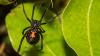 In den trockenen Gebieten des Mittelmeerraums kann man der gefürchteten Europäischen Schwarzen Witwe (Latrodectus tredecimguttatus) begegnen. Mit ihrem Biss injiziert sie ein Gemisch aus verschiedenen Giften in ihre Opfer, wie die Technische Universität Braunschweig erklärt. Das enthaltene Alpha-Latroxin ist für den Menschen hochgefährlich, da es Bauch- und Muskelschmerzen, Herz- und Atemprobleme verursacht, die sogar zum Tod führen können.