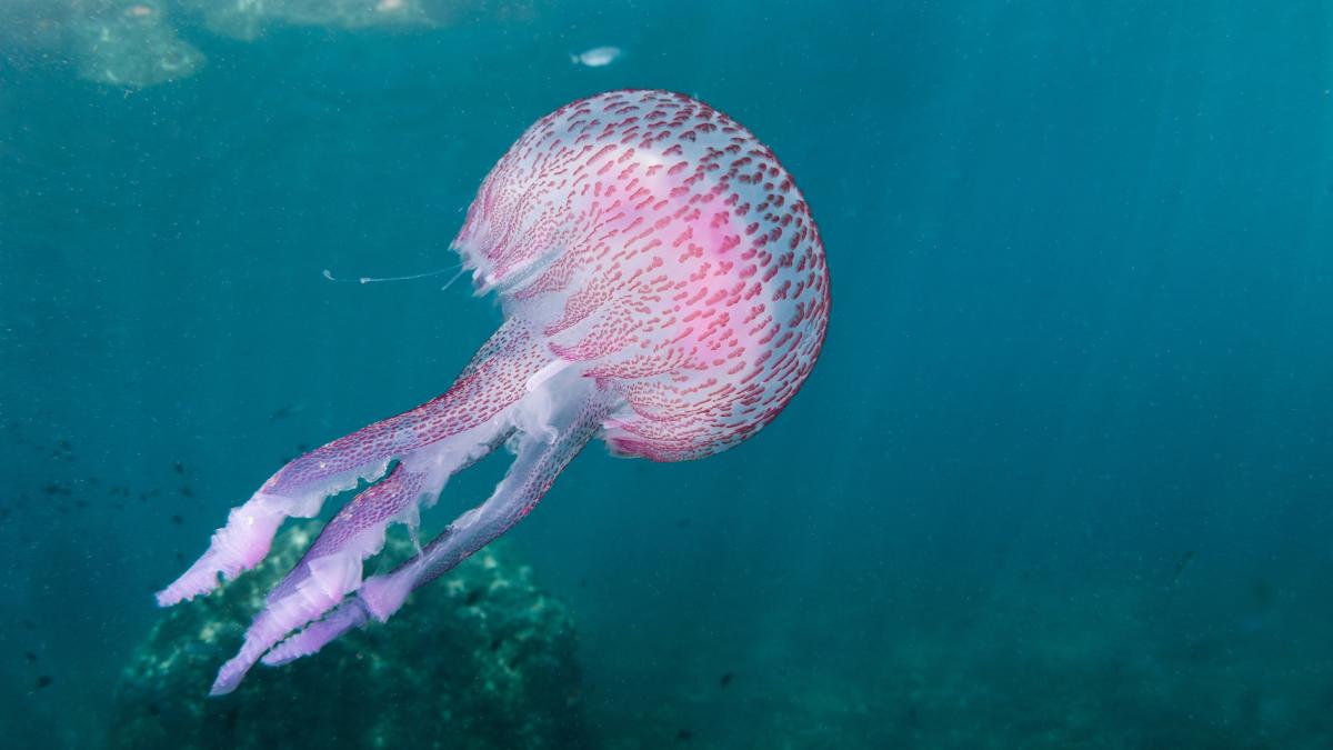 Vorsicht-im-T-rkei-Urlaub-Diese-7-Tiere-sind-gef-hrlich-mit-Bildern
