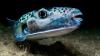 Obwohl er eher drollig aussieht, ist mit dem Hasenkopf-Kugelfisch (Lagocephalus sceleratus) nicht zu spaßen. Berichten der Deutschen Presse-Agentur (dpa) zufolge breitet er sich zunehmend im Mittelmeer aus – auch vor der türkischen Küste, wo die invasive Art eine Bedrohung für das Ökosystem darstellt. Der bis zu sieben Kilogramm schwere Fisch trägt das Nervengift Tetrodoxin in sich, das bei Verzehr oder Hautkontakt die Muskeln lähmen und mitunter tödlich sein kann. Fühlt er sich angegriffen, kann sich der Hasenkopf-Kugelfisch zudem mit einem kräftigen Biss wehren.