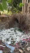 Das ungewöhnliche Balzverhalten von Laubenvögeln ist weltbekannt.